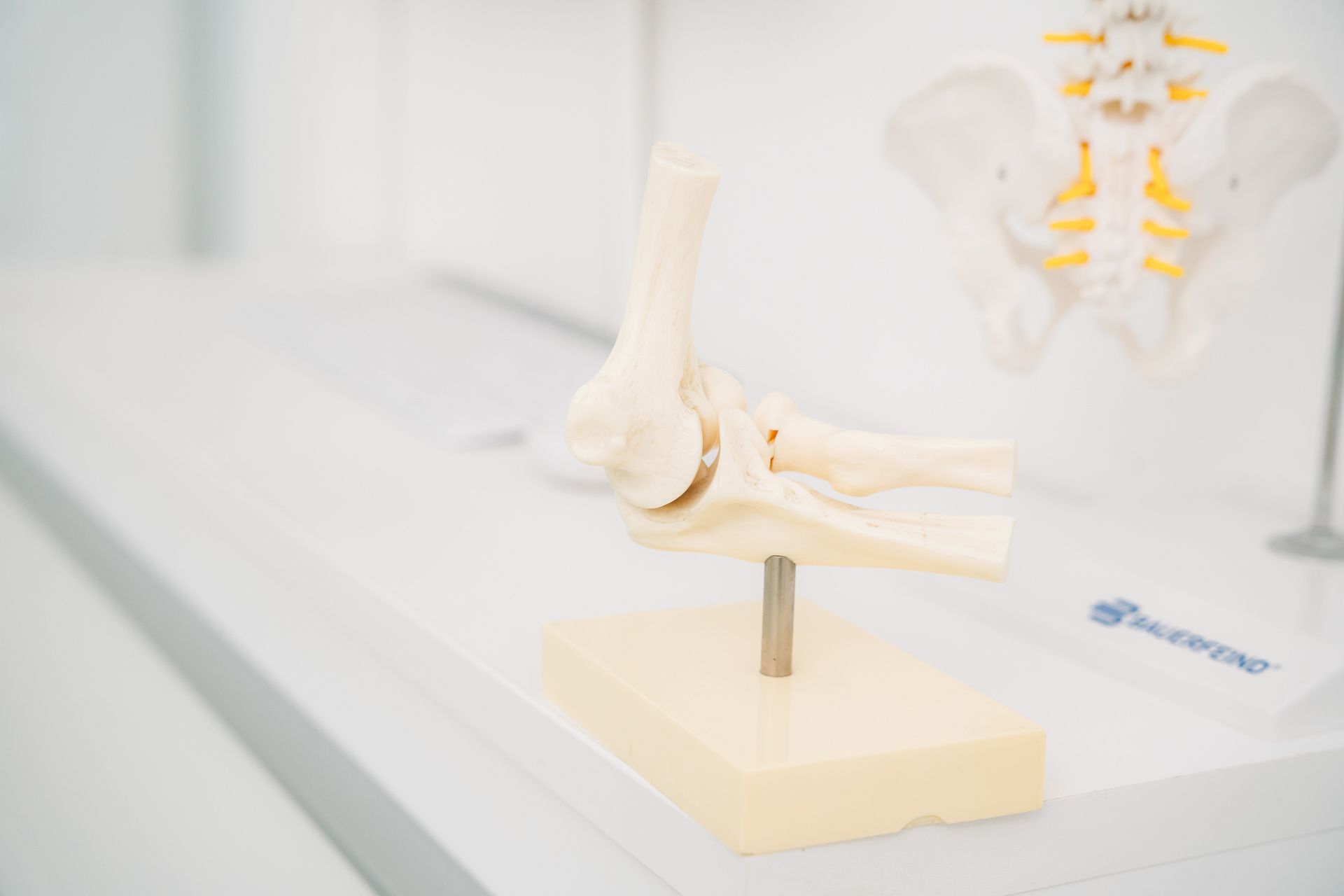 Modell eines Ellenbogens